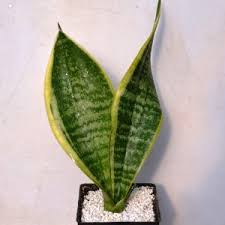 Image result for Sansevieria dooneri