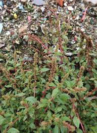Image result for Amaranthus praetermissus