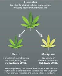 Check spelling or type a new query. Cbd Flower Everything You Need To Know More Weed Republic