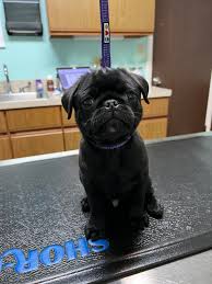 Lyla Fits OnlyFans Leak: The Aftermath - Truth or Fiction