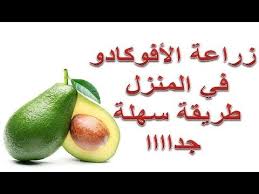 طريقة زراعة الأفوكادو في المنزل جربها وأدعيلي Youtube Diy Plants Fruit Plants