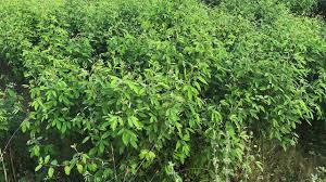 Image result for Cajanus cajan