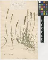 Image result for Tragus koelerioides