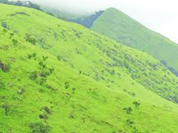 Image result for Loudetia kagerensis