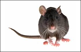 In this article, we'll review our strategic approach to fighting pests, and what makes us the valley's trusted name in environmentally safe pest control. Rk Environmental To Host Food Safety And Pest Management Event Quality Assurance Food Safety