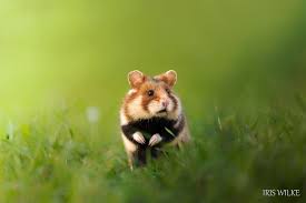 Bmp, gif, jpg, png, tga, tiff, wbmp, webp. Portrait Of A Wild Hamster Oc 20001333