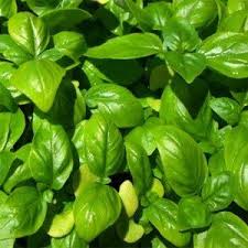 Basil Sweet Herb Seeds In 2020 With Images Herb Seeds Basil Seeds Basil Herb