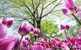 Check spelling or type a new query. Wallpaper Pink Tulips Many Flowers Trees Park 1920x1200 Hd Picture Image