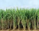 Image of sugarcane crops in pakistan