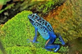 Various Tropical Rainforest Animals Paperblog Rainforest Animals Tropical Animals Amazon Rainforest Animals
