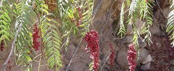 California Pepperberry Flower Name Best Flower Wallpaper