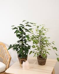 Image result for ficus benjamina en casa