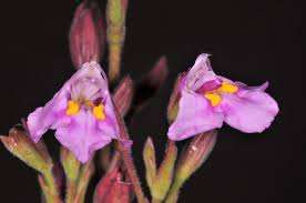 Image result for Xerophyta schlechteri