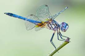 8 Things You Never Knew About Dragonflies Dragonfly Insects Mosquito Control