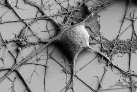 Louis was a wwii veteran and survived maleria with a 113 degree fever, dysentery,. Exploring Variations In Herpes Virus Symptoms Penn State University