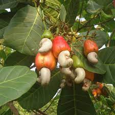 Cashews In The Raw Are Not What You D Expect