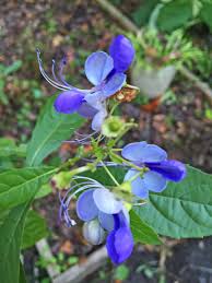 Image result for Clerodendrum