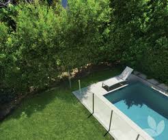 Evergreen Or Deciduous Trees Around Pools Collections Speciality Trees Plus, discover what plants to avoid around pools.
