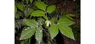 Image result for Allophylus abyssinicus