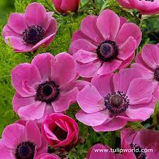 Sylphide Aneomone Bulb Flowers Growing Bulbs Anemone