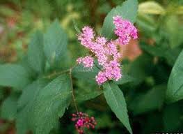 Image result for Spiraea