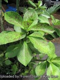 Image result for Synadenium cupulare