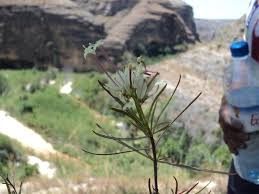 Image result for Otiophora lebruniana