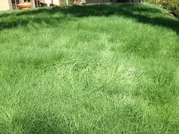 Image result for Agrostis
