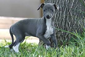 Pin On Hunde