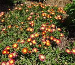 Image result for Delosperma mahonii