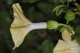 Image result for Ipomoea tuberculata