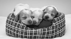 Sleeping Puppies Uyuyan Kopek Yavrulari Yavru Kopek Kopek Hayvanlar