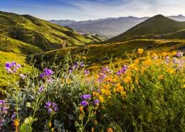 The california highway patrol reported that cars had filled walker canyon road, which branches off lake street and parallels the 15, to gaze at the poppies, or as they are officially known, eschscholzia californica. Murrieta 275 Days Of Sunshine And Wildflower Bloom Roseville Today