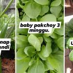 Siapa bilang daun pandan hanya bisa digunakan untuk masak? 7 Cara Halau Lalat Tanpa Guna Semburan Kimia Vanilla Kismis