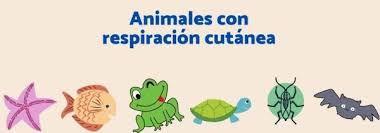 Los mamíferos nacen del vientre de su madre son animales. Conocemos Animales Que Respiran Por La Piel Aprende En Casa Ii Primaria Un1on Jalisco