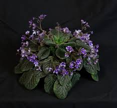 Image result for Streptocarpus sp.nov. aff. S. grandis