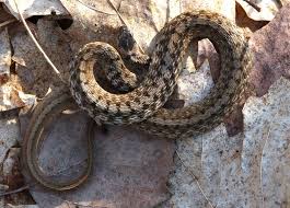 Maybe you would like to learn more about one of these? Storeria Dekayi Brown Snake Snake The Great White Brown