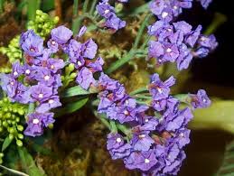 Image result for Limonium sinuatum