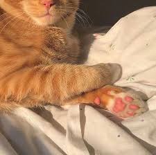 Saltypotatochipss15 In 2020 Cute Animals Cat Aesthetic Cute Cats