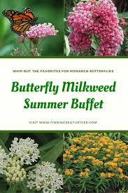 Host Plants For Monarch Butterflies Finding Sea Turtles In 2020 Plants Monarch Butterfly Summer Flowers Garden