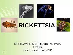 Image result for Rickettsiae