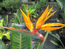 Orange Bird Of Paradise In Pot Orange Bird Of Paradise Orange Bird Plant Nursery Birds Of Paradise