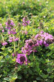 Wählen sie die kategorie aus, in der sie suchen möchten. Garten Thymian Purpurteppich Kaufen Garten Von Ehren Qualitat Seit 1865 Garten Von Ehren