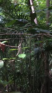 Image result for Afrohybanthus latifolius