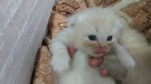 Yavru Kedilerim 3 Haftalik Oldu Evde Kedi Bakimi Yavru Kediler Kedi Hayvanlar