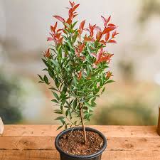 Image result for Syzygium