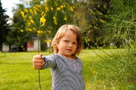 Or do you only use toxic for it? Ginster Giftig Oder Unbedenklich Fur Den Familiengarten