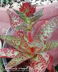 Image result for Crassula alba