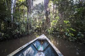 There are rainforests in africa, asia, australia, and central and south america. Nearly 400 New Species Discovered In The Amazon Rainforest Best Countries Us News