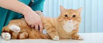 Annual Exams for Cats: Why They're Just as Important as Dog Checkups
